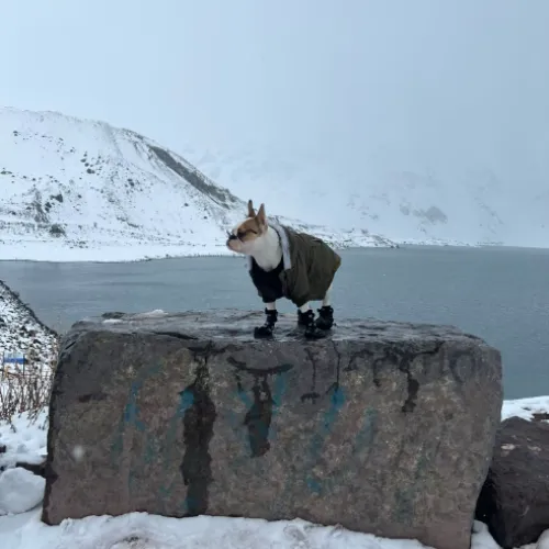 Waterproof Pet Anti-Slip Rain Boots